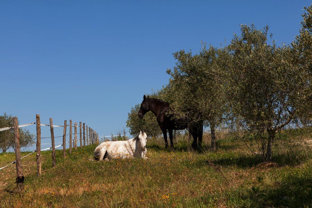 بيينْسا Agriturismo La Collina المظهر الخارجي الصورة